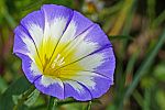 Convolvulus tricolor