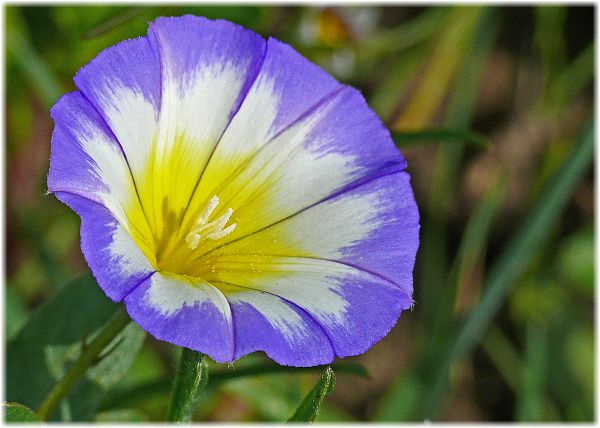 Convolvulus tricolor