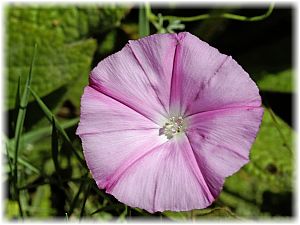 Convolvulus althaeoides