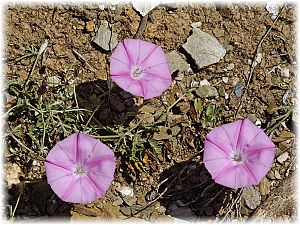 Convolvulus althaeoides