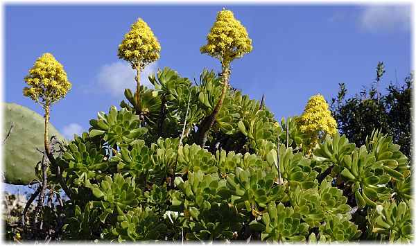 Aeonium arboreum