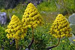 Aeonium arboreum