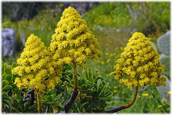 Aeonium arboreum