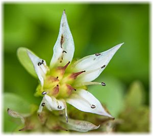 Phedimus spurius