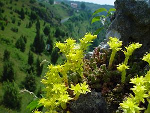 Sedum acre