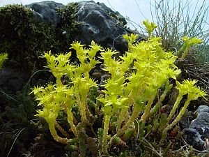 Sedum acre