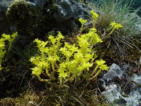 Sedum acre