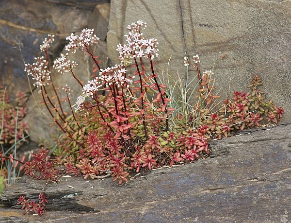 Sedum album