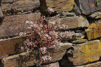 Sedum album