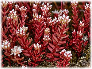 Sedum confertiflorum