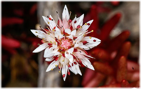 Sedum confertiflorum