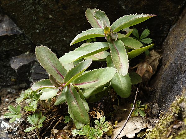 Sedum telephium