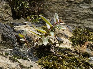 Sedum telephium