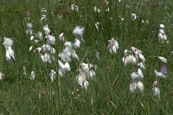 Eriophorum angustifolium