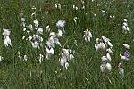 Eriophorum angustifolium