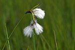 Eriophorum latifolium