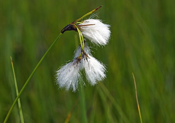 Eriophorum latifolium