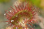 Drosera intermedia