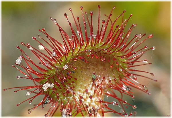 Drosera intermedia