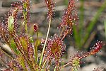 Drosera longifolia