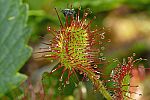 Drosera rotundifolia