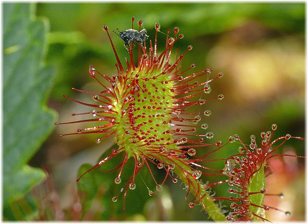 Drosera rotundifolia