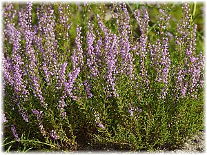 Calluna vulgaris