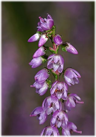 Calluna vulgaris