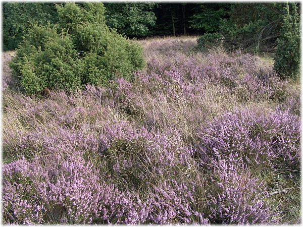 Calluna vulgaris