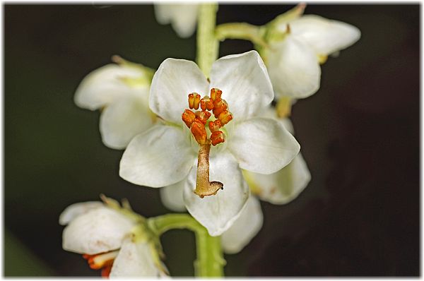 Pyrola rotundifolia