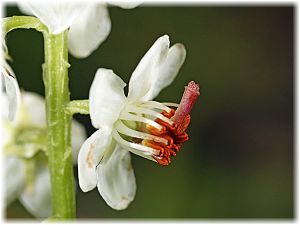 Pyrola rotundifolia