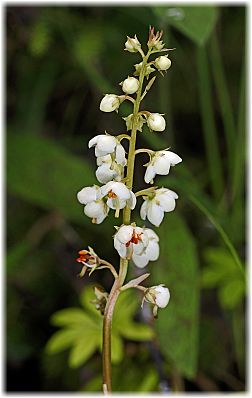 Pyrola rotundifolia