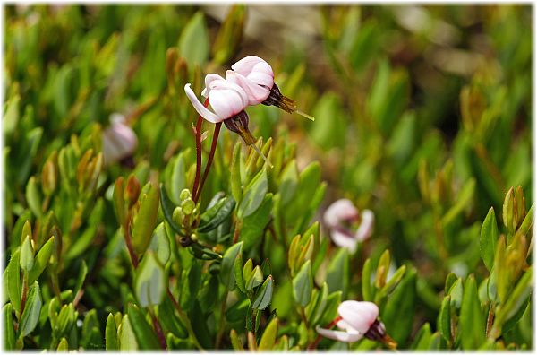 Vaccinium oxycoccos