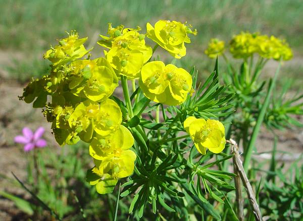 Euphorbia cyparissias