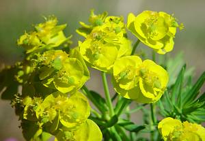 Euphorbia cyparissias