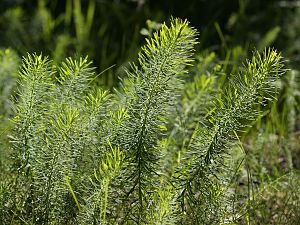 Euphorbia cyparissias