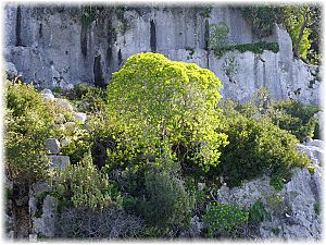 Euphorbia dendroides