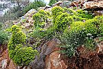 Euphorbia dendroides