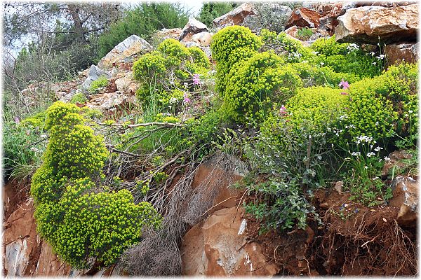 Euphorbia dendroides