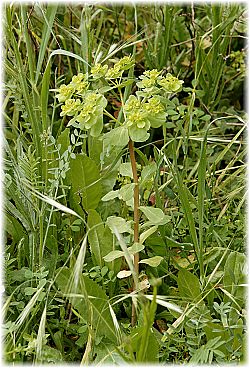 Euphorbia helioscopia