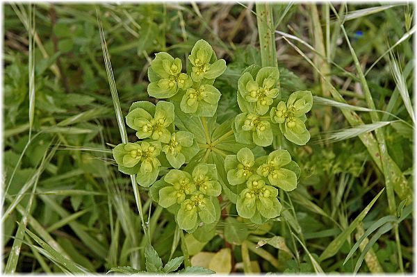 Euphorbia helioscopia