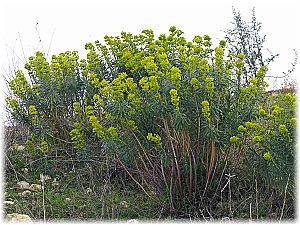 Euphorbia wulfenii