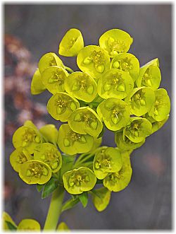 Euphorbia wulfenii