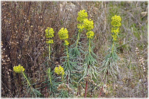 Euphorbia wulfenii