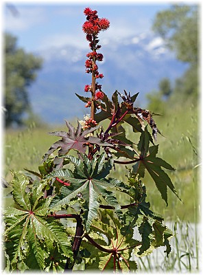 Wunderbaum, Rizinus