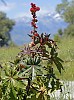 Ricinus communis