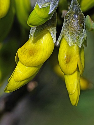 Anagyris foetida