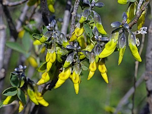 Anagyris foetida