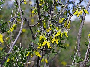 Anagyris foetida