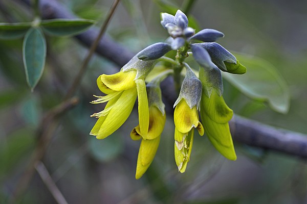 Anagyris foetida